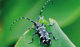 天牛哥最新爆料新闻网视频,最新爆料新闻网视频内容大起底