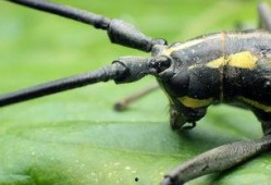 天牛哥最新爆料新闻网视频,最新爆料新闻网视频内容大起底