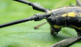 天牛哥最新爆料新闻网视频,最新爆料新闻网视频内容大起底