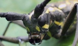 天牛哥最新爆料新闻网视频,最新爆料新闻网视频内容大起底