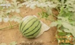 新疆小网红 吃瓜视频,揭秘网络热点背后的故事