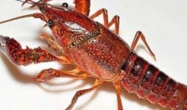 龙虾最新爆料是真的吗知乎,真相揭秘，知乎热议事件全解析