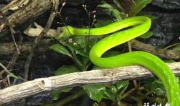 鞭与蛇在线观看影片,探寻神秘力量的奇幻之旅